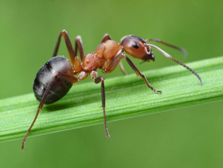 ants and prostatitis treatment