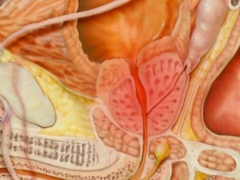 A person's healthy type of prostate